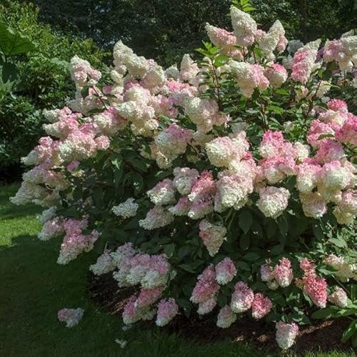 Brighter Blooms - Vanilla Strawberry Hydrangea Shrub, 2 Gallon - Live Flowering Plant - No Shipping to AZ