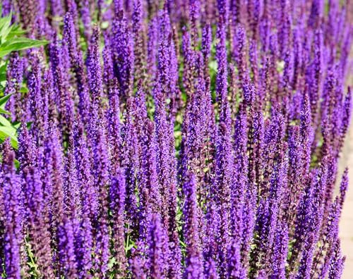 Hain-Salbei – Salvia nemorosa – Aromatisch & Mehrjährig – 250 Samen
