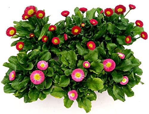 POWERS TO FLOWERS - PRATOLINE ROSA e ROSSA, MARGHERITA BELLIS PERENNI, 6 PIANTE, vaso 10cm, piante vere