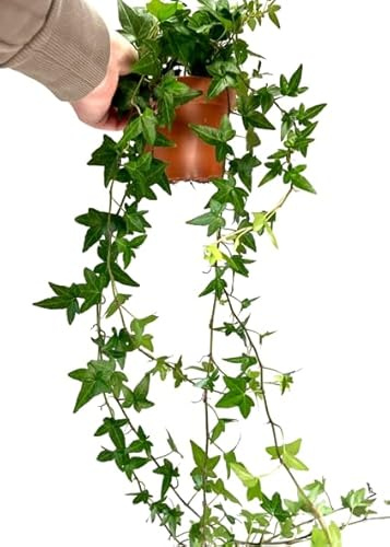 Hiedra Natural Planta Trepadora y de Riego Moderado