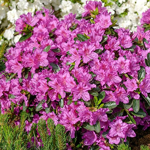 Azalea Konigstein Plant | Violet Purple Flowering Outdoor Garden Shrub Potted | Hardy Evergreen Plant for Bedding, Borders, Containers, Pots - 1L Pot