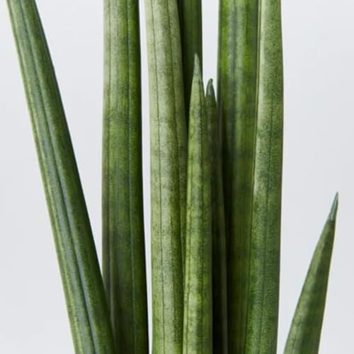 Carbeth Plants Sansevieria cylindrica Straight Snake Plant in 9cm Pot x1