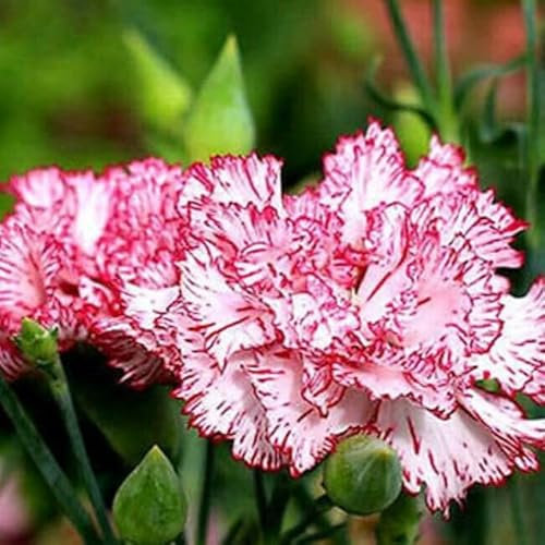 Carnation Benigna 100 seeds + Plant tag + Freebie - cut flowers - Dianthus caryophyllus chabaud