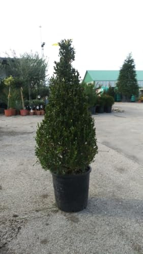 PIANTA DI BUXUS BOSSO FAULKNER A PIRAMIDE vaso cm30 ALTEZZA 80/100 (foto reale)