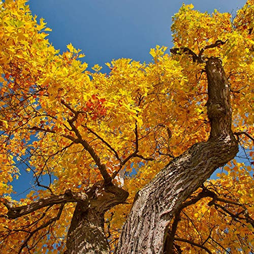 PACK 25 SEMILLAS LIRIODENDRON TULIPÍFERA PROCENDENTE DE ÁRBOLES CENTENARIOS Y MILENARIOS