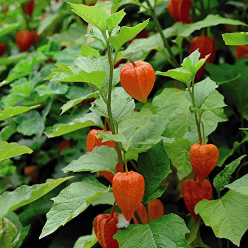 Physalis Hardy Garden Perennial Plant, Summer Flowering, Edible Berries Cape Gooseberry, Patios & Gardens, Low Maintenance, 3 x Physalis Chinese Lantern Bare Root Plants by Thompson & Morgan
