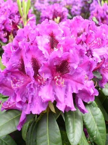 Rhododendron Azurro INKARHO® 30-40 cm hoch im 5 Liter Pflanzcontainer