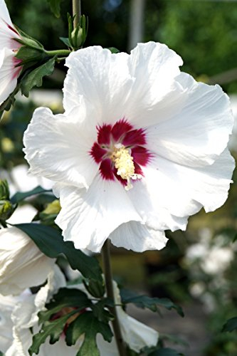 Hibiskus weiße Blüte Rosen-Eibisch Red Heart Hibiscus syriacus Red Heart Containerware 40-60 cm hoch,
