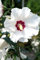 Hibiskus weiße Blüte Rosen-Eibisch Red Heart Hibiscus syriacus Red Heart Containerware 40-60 cm hoch,