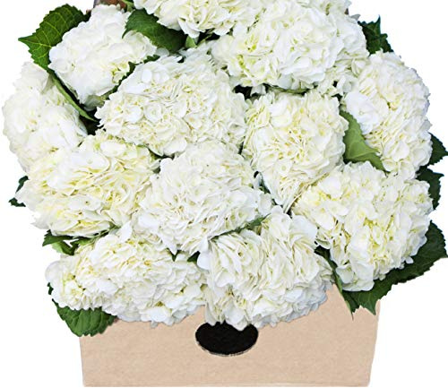 Blooms2Door - 15 White Hydrangeas (Farm-Fresh, Naturally Colored, Premium Quality) - Fresh Flowers for Birthday, Valentine's & Mother's Day