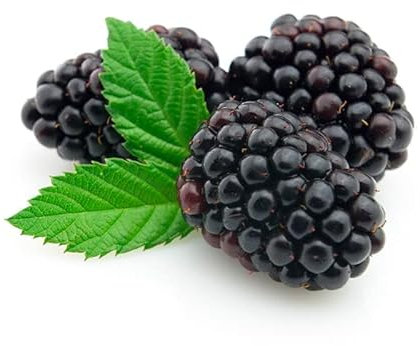 Zarzamora Natural Arbusto Frutal de Crecimiento Rápido - Frutos del Bosque