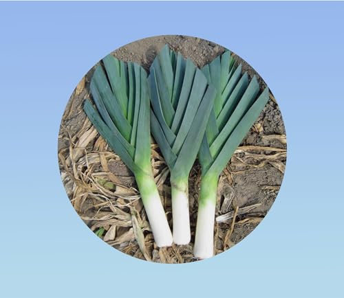 300 graines de Poireau Géant hiver - robuste