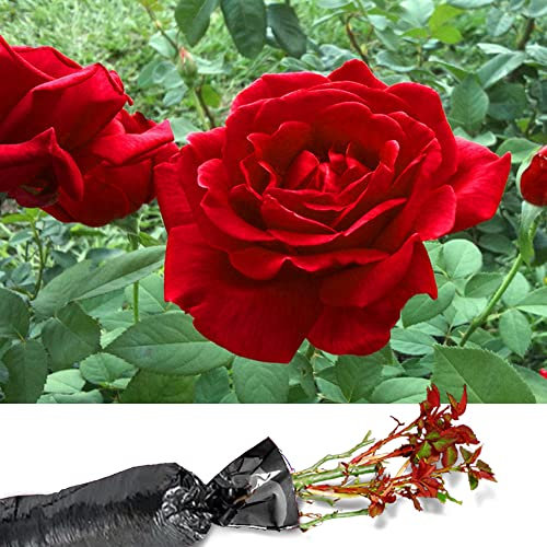 1 Fragrant Rosa Hybrid Tea Rose Edelrose Large Double Red Blooms Bare Rooted Bush Plant - Brighten Garden Outdoor Landscape Shrub Border Walkway Hedge