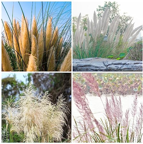 1000 pcs pampasgras deko samen - hochbeett pflanzen anzucht ziergräser,Cortaderia selloana,Seltene Pflanzenserie, zimmerpflanzen wenig lichtbedarf pflanztöpfe kübelpflanzen winterhart