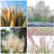 1000 pcs pampasgras deko samen - hochbeett pflanzen anzucht ziergräser,Cortaderia selloana,Seltene Pflanzenserie, zimmerpflanzen wenig lichtbedarf pflanztöpfe kübelpflanzen winterhart