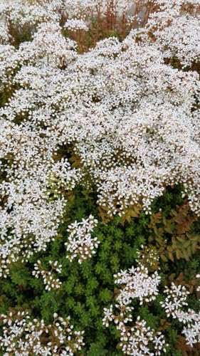 Sedum album 'Coral Carpet' / Orpin blanc/Conteneur de 2 à 2.9 litres/Succulente