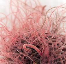 10x Live Fresh Tubifex Worm, 10x100ml Bag, Tropical Fish Live Food, High Protein, Stimulates Breeding, Frog, Axololt, Catfish, (Dispatches Friday, Next Day Arrival)