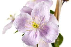 Clematis montana 'Rubens' Waldrebe Kletterpflanze im Topf gewachsen (40-60cm)