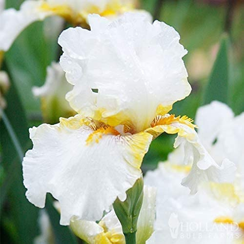 Iris Roots Bulbi Rare Specie Famose del Mondo Fiori Pure e Beautiful Garden Planting-6 Bulbi
