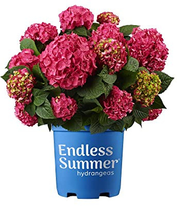Planta Natural Hydrangea Rosa - Hortensia -