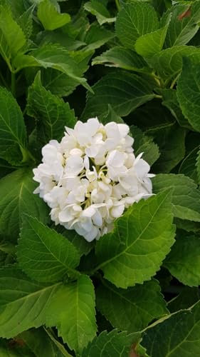 Hydrangea macrophylla 'Blanc' / Hortensia Blanc/Conteneur de 3 à 4 litres