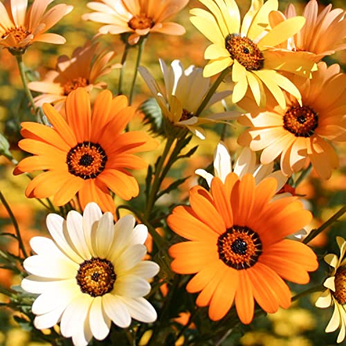 Welldales 50 African Daisy Seeds UK Mixed Pastel Colour Scented Wild Daisies to Grow