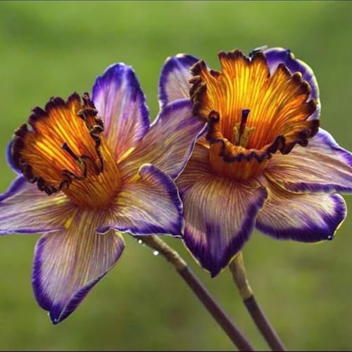 2* Winterhart, Narzisse, Knollenzwiebeln, mehrjährige krautige Blume, Heim- oder Gartendekoration, romantisch und schön.-A