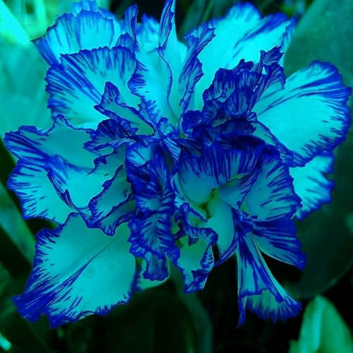 Graines de Giroflée Non-OGM – Haute Rendement, Plantes Vivaces Faciles à Cultiver, Parfaites pour le Jardin (Bleu)