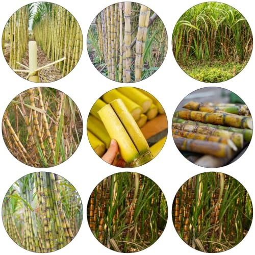semillas de caña de azúcar - interior exóticas decorativas jardín del balcón perennes resistentes sabroso columnar semillas Camas elevadas 200pcs