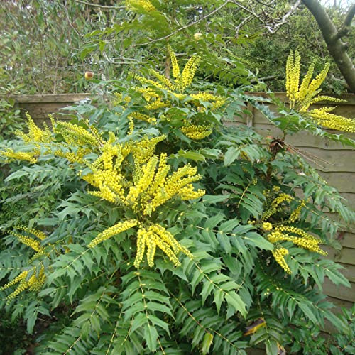 Mahonia Japonica (= Bealei)- Mahonia du Japon 'Bealei' 30-50 cm en conteneur