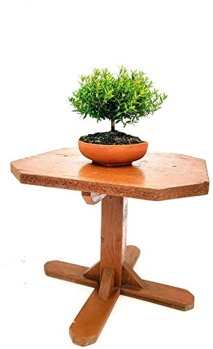 POWERS TO FLOWERS - MIRTO BONSAI, COLTIVATO SU CIOTOLINA COCCIO BASSA 14X14CM, pianta vera