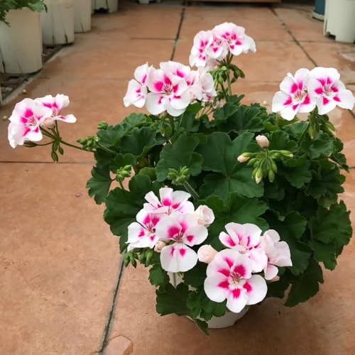 semillas de geranio - resistentes invierno interior abejas oficina 220pcs