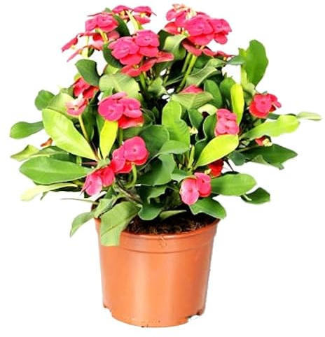 Espina de Cristo Color Rojo PREMIUM Planta Natural Interior y Exterior