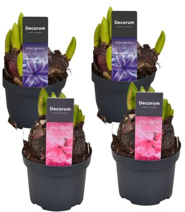 Set de 4 Bulbos de Jacinto PREMIUM Hyacinthus Orientalis