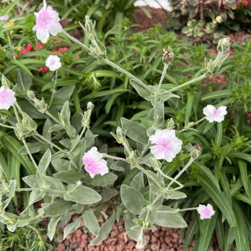 Semillas de clavel de rompecabezas, Lychnis coronaria, de balcón resistentes jardín de cobertura del suelo 350pcs
