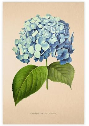 Vintage Hydrangea Hortensia Rosea Flower Canvas Poster Wall Art Decor Print Picture Paintings for Living Room Bedroom Decoration 12x18inch(30x45cm)