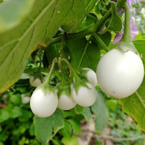 semillas de berenjena de balcón verdes interior berenjena orgánicas Compre invierno orgánicas trepadoras 1500pcs