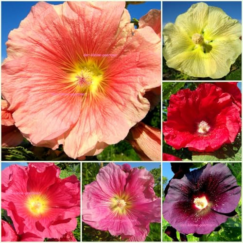 120 Samen Stockrosen farbenfrohe Prachtmischung absolut winterhart Blumensamen Stockrosensamen von der-kleine-gaertner