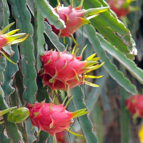 Pitaya balcón de jardín espaldera de rápido 15semillas