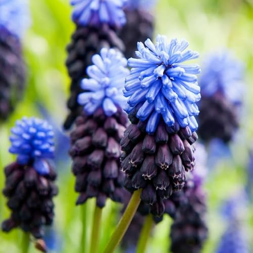 Carbeth Plants 100 x Muscari latifolium Spring Bulbs - Broad Leaved Grape Hyacinth Spring Flowering Perennials - UK Hardy Low Maintenance Pollinator Friendly - Grow in Beds, Borders & Containers