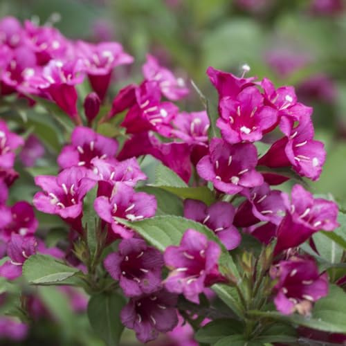 Weigela silvestres silvestres de balcón de jardín perennes resistentes al invierno perennes bonsái semillas balcón primavera prado, 150pcs
