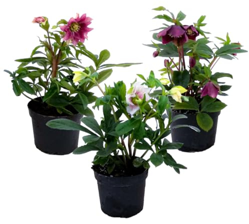 Plant in a Box - Helleborus Orientalis - Mix di 3 - Rose di Natale resistenti - Fiori colorati - Elleboro orientale - Vaso 12cm - Altezza 20-30cm