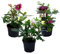 Plant in a Box - Helleborus Orientalis - 3er Mix - Christrosen Winterhart - Farbenfrohen Blüten - Lentenrose - Gartenpflanzen - Topf 12cm - Höhe 20-30cm