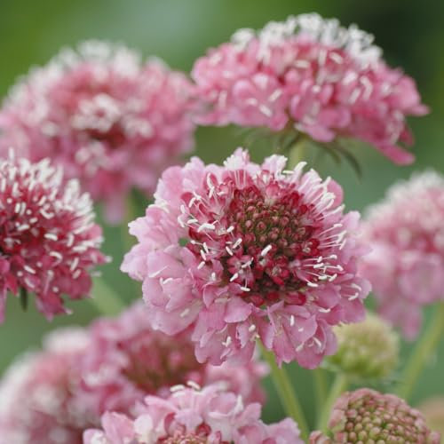 Scabious 'Salmon Queen' Seeds - Graceful Blooms for Your Cottage Garden - Attracts Butterflies - Easy-to-Grow and Ideal for Bouquets - Hardy Perennial - 1x Packet by Thompson and Morgan