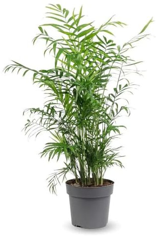 Attitude Jardin - Chamaedorea elegans - palmier d'intérieur - 70-80 cm - ⌀ 17 cm - purificateur d'air