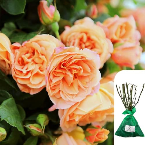 1 x Rosa Schoolgirl – Bare Root Orange Apricot Climbing Rose, Gold Medal Winner, Fragrant, Vibrant Blooms, Ideal for UK Gardens - When Only The Best Will Do - Top Grade “A” Roses