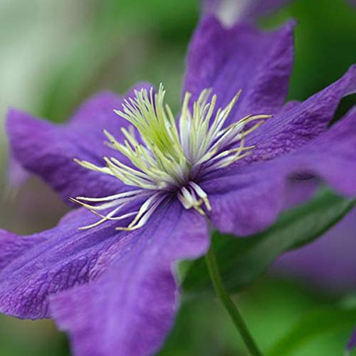 Clematis 'Rhapsody'- Clématite 'Rhapsody' 50-60 cm en conteneur