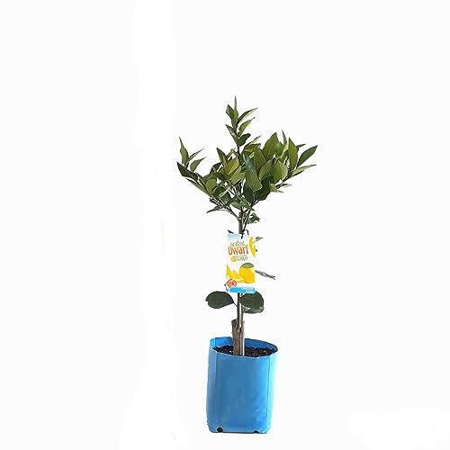 Árbol Frutal de Limonero Natural Ideal para el Jardín o la Terraza
