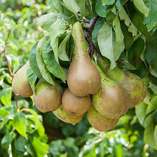 YouGarden Pear 'Little Conference' Fruit Tree in 4.5L Pot, Ready to Plant and Grow Your Own Pears, Garden Ready Established Plant