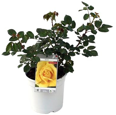 Rosal Grandiflora Amarillo la Esencia de la Primavera en tu Jardín